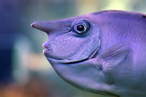 Unicornfish: The Unicorn of the Sea .